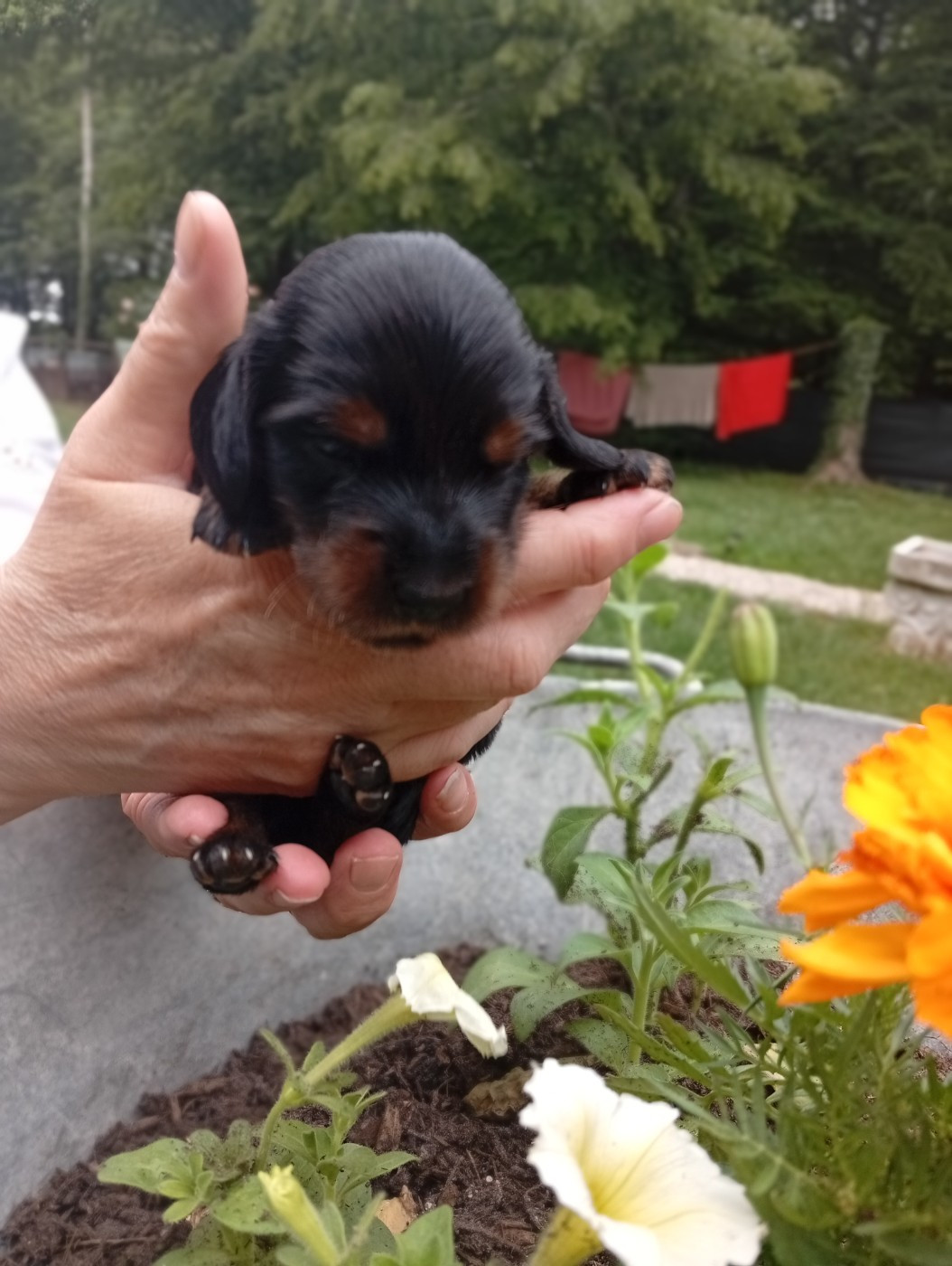 Ace of Wonderland - Chiots disponibles - Teckel poil long