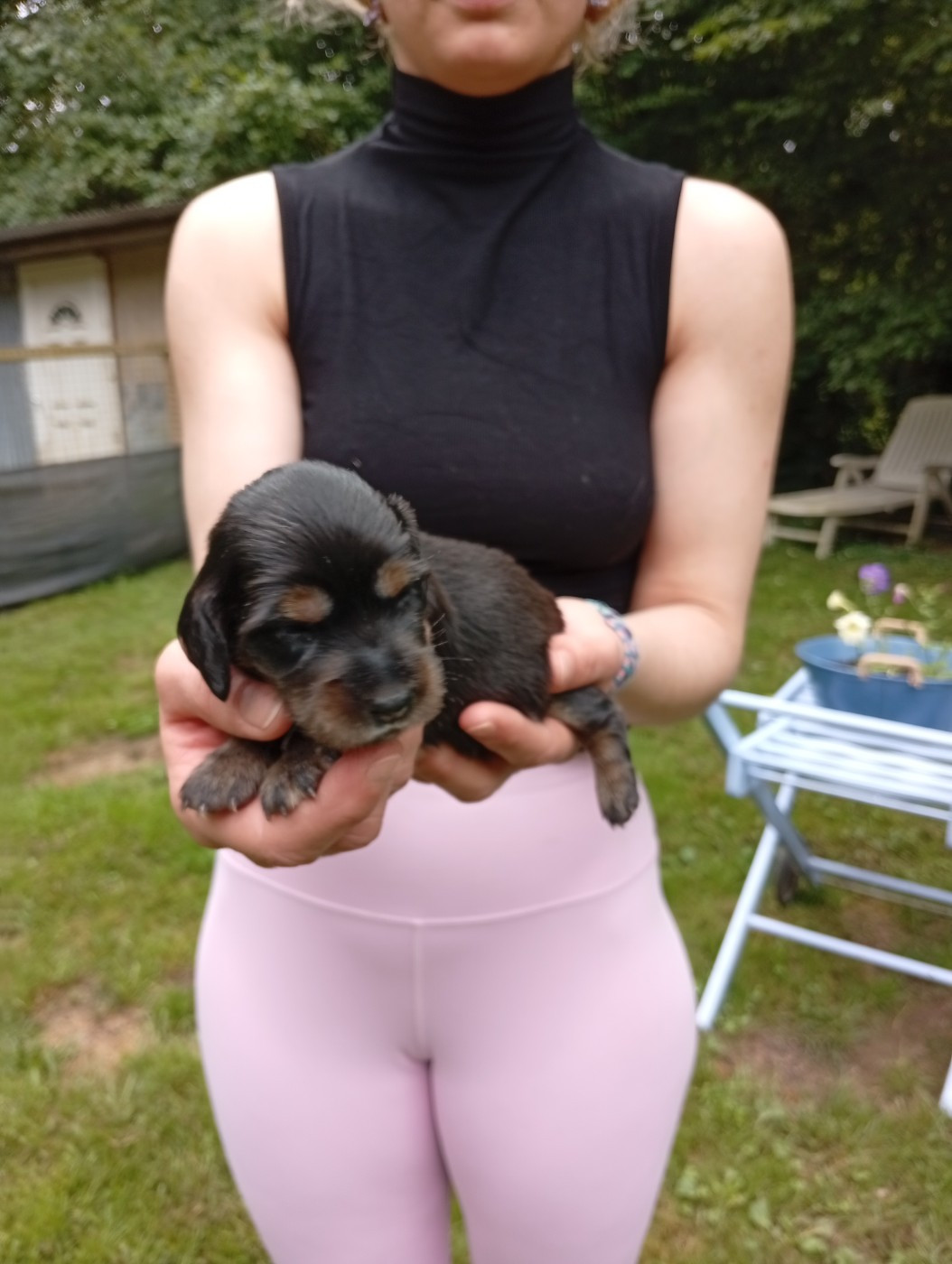 Ace of Wonderland - Chiots disponibles - Teckel poil long