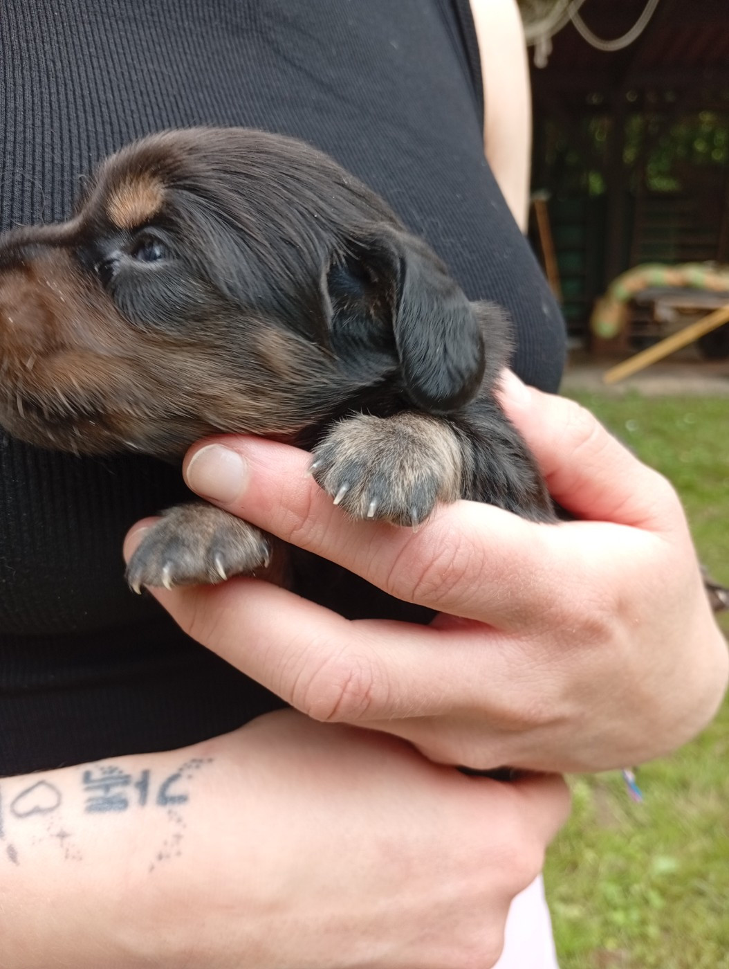 Ace of Wonderland - Chiots disponibles - Teckel poil long
