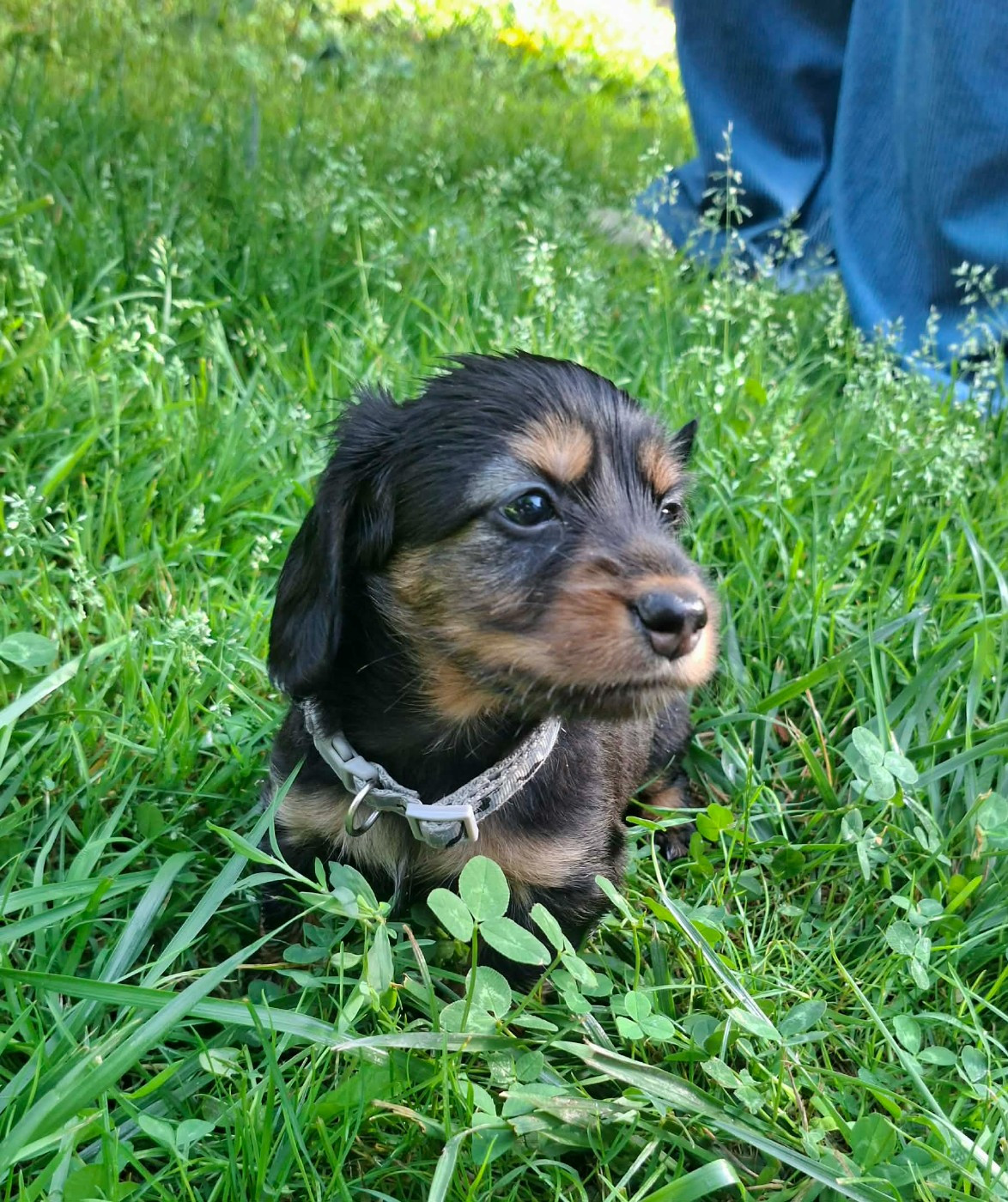 Ace of Wonderland - Chiots disponibles - Teckel poil long