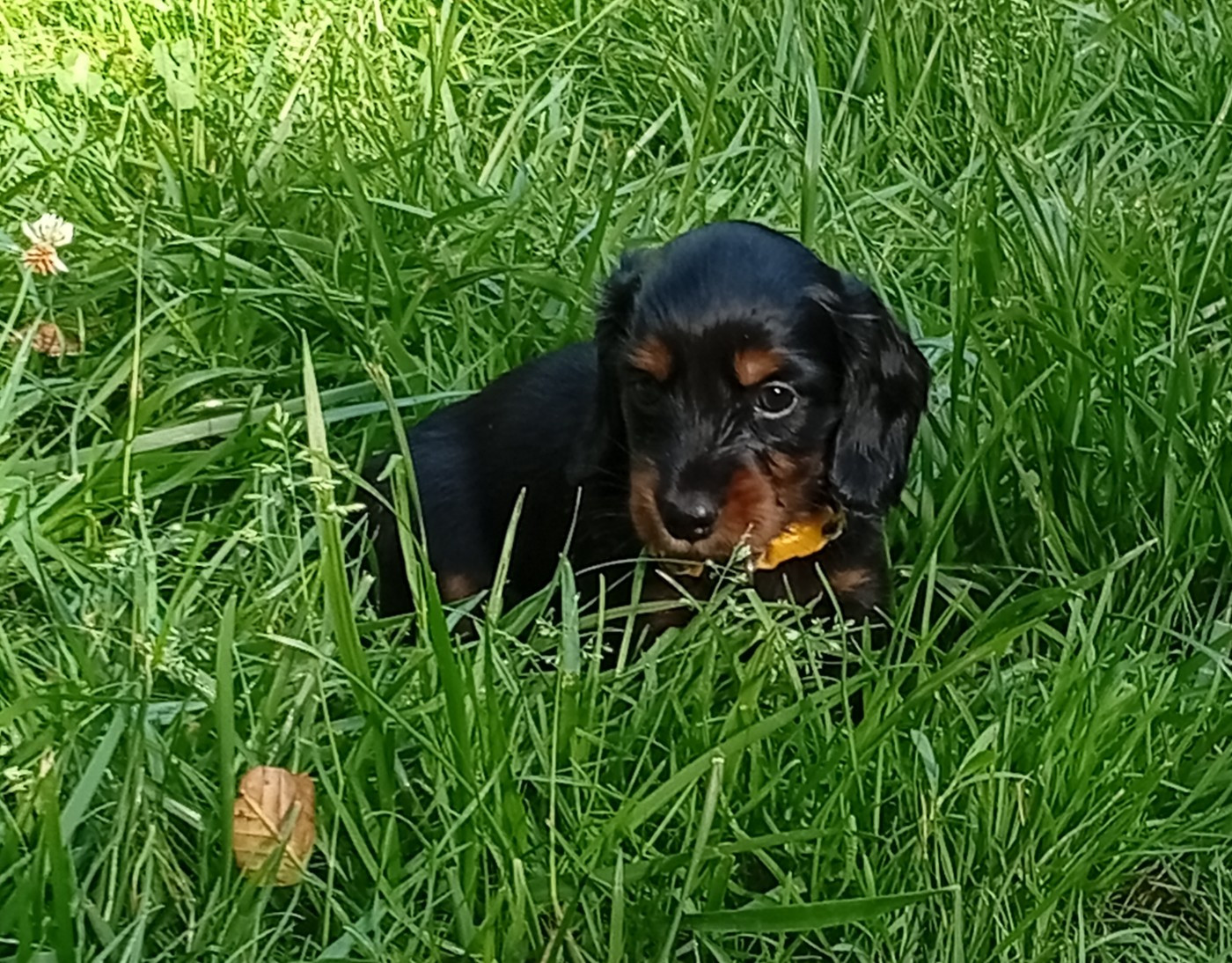 Ace of Wonderland - Chiots disponibles - Teckel poil long