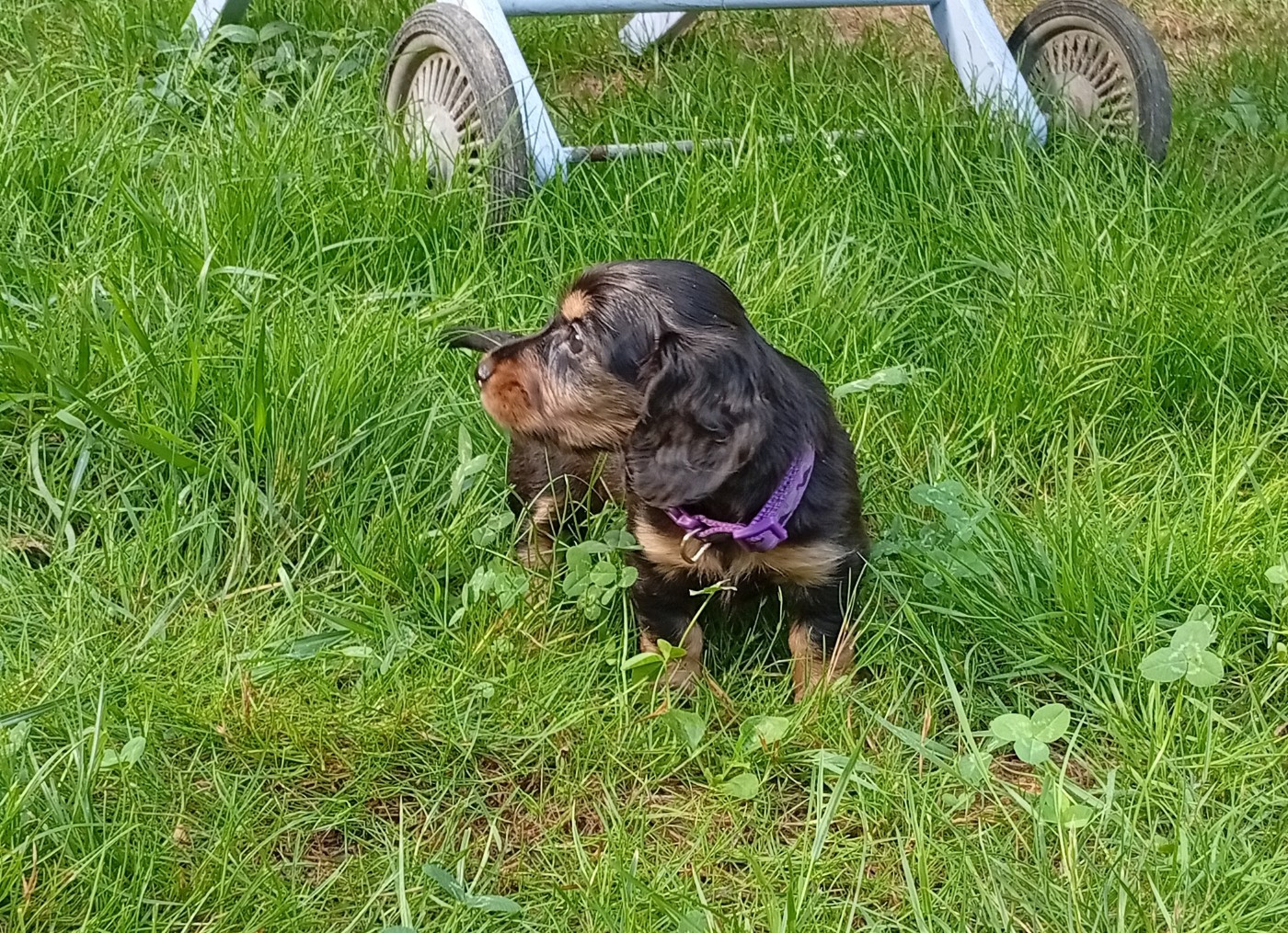 Ace of Wonderland - Chiots disponibles - Teckel poil long