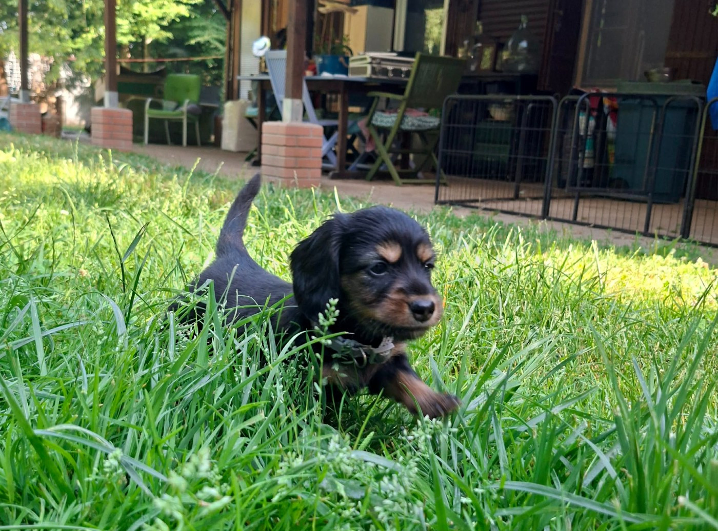 Ace of Wonderland - Chiots disponibles - Teckel poil long